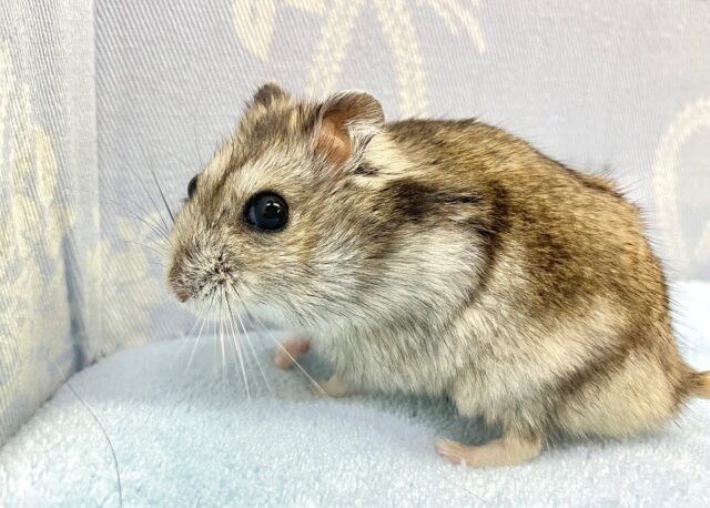 ジャンガリアン