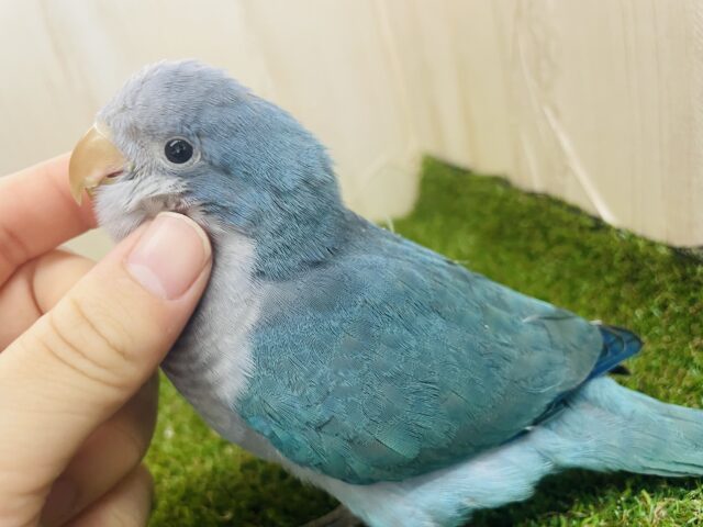オキナインコ