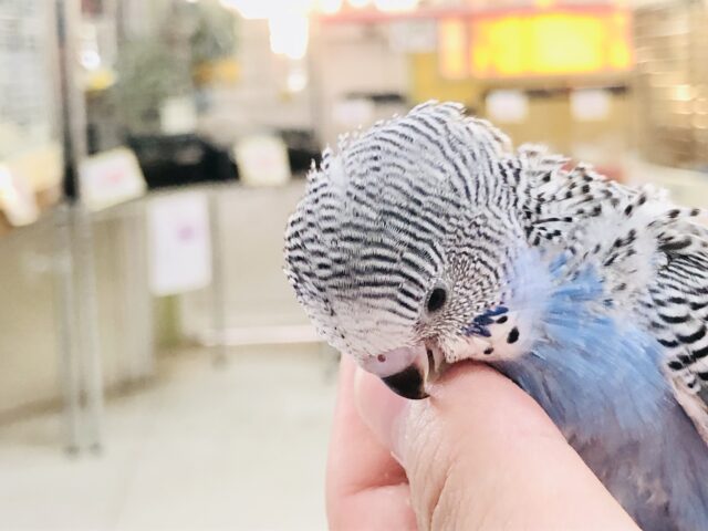 セキセイインコ