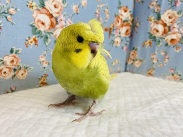 羽衣セキセイインコ