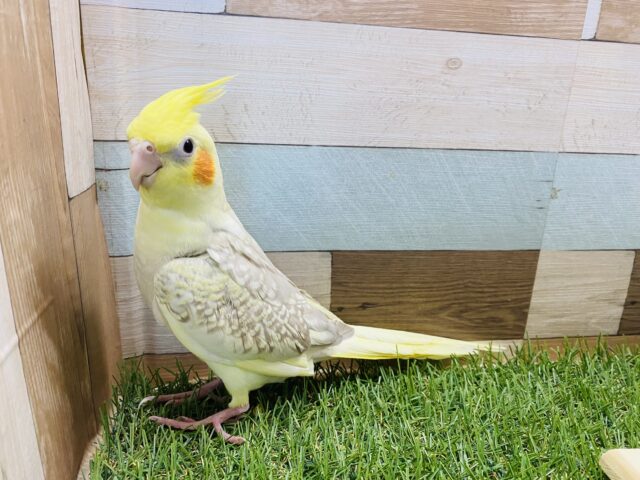 オカメインコ