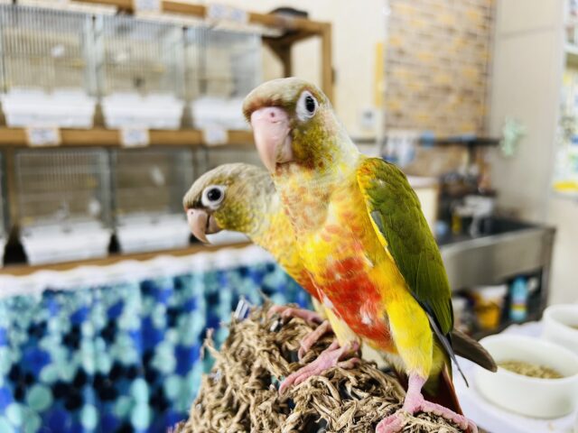 ■■■ ウロコインコ ■■■