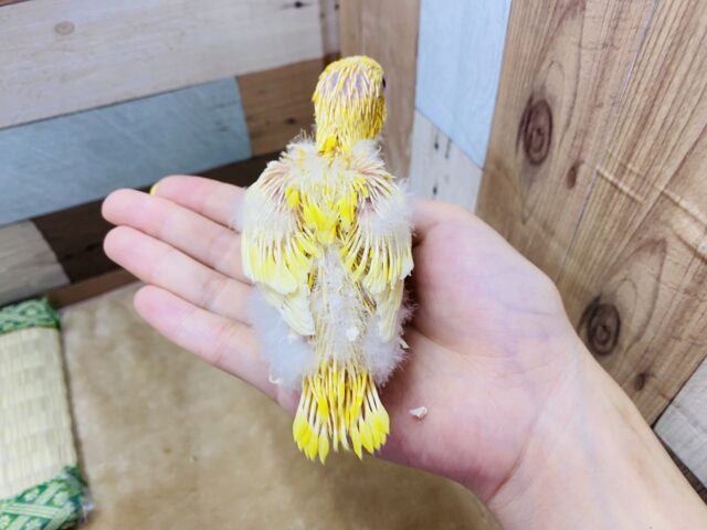 サザナミインコ
