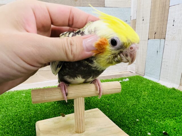 オカメインコ