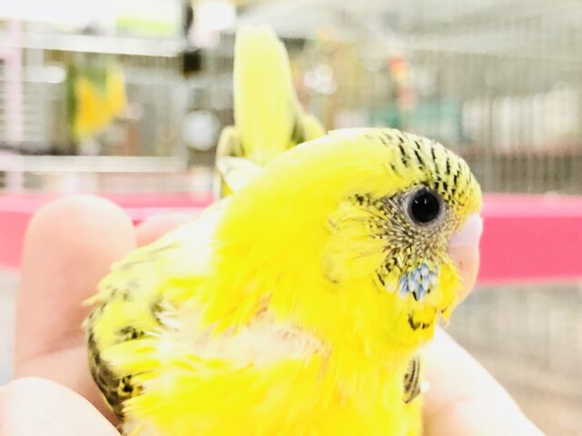 セキセイインコ