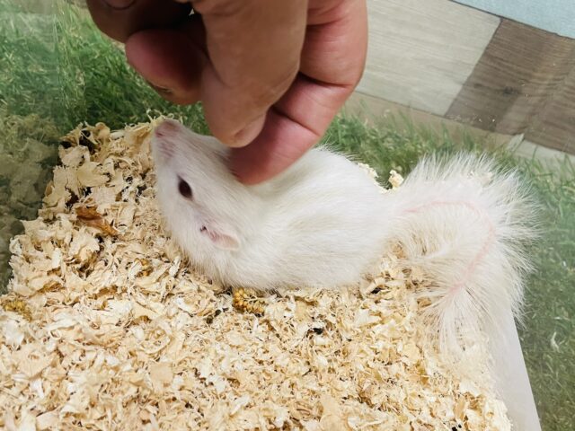 ホワイトシマリス