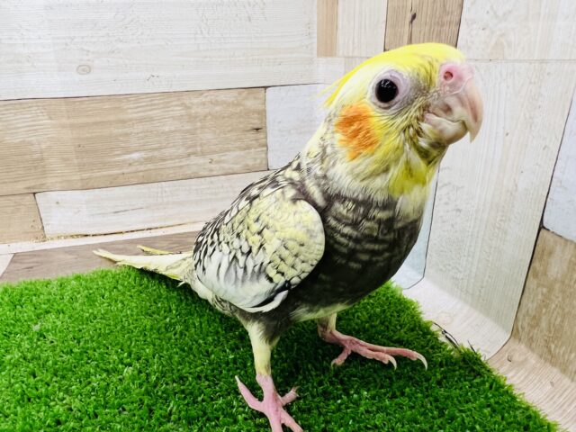 オカメインコ
