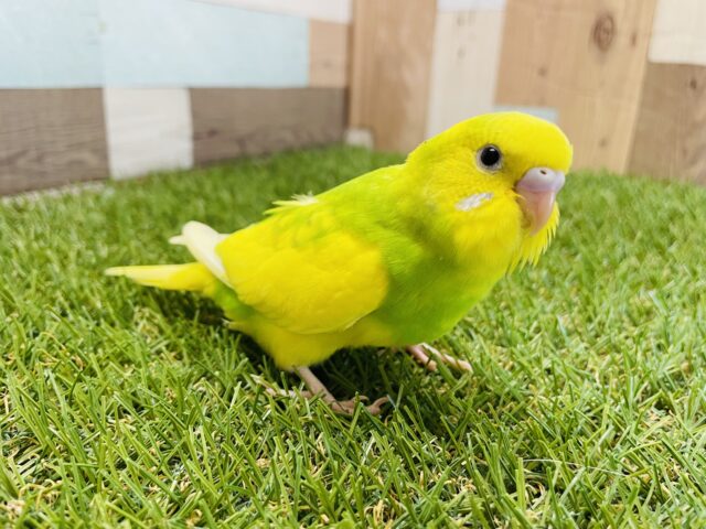 セキセイインコ
