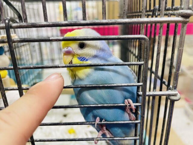 セキセイインコ