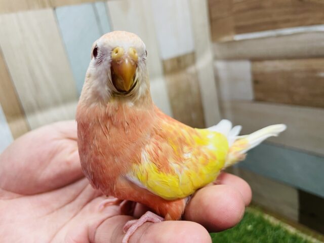 アキクサインコ（秋草インコ）