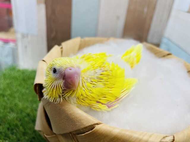 セキセイインコ