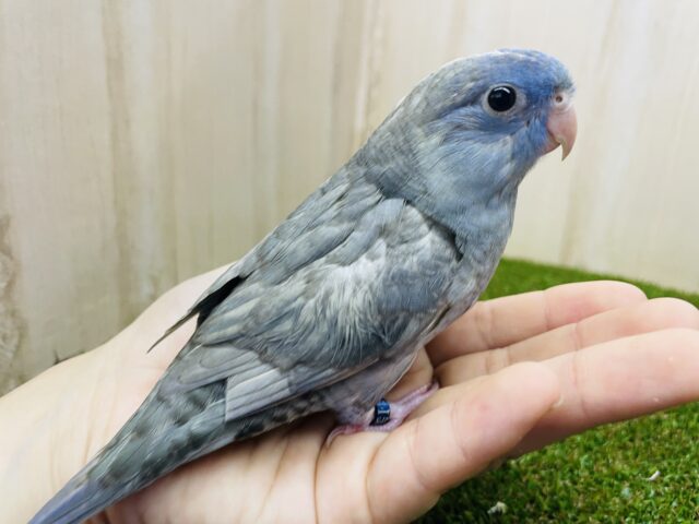 サザナミインコ