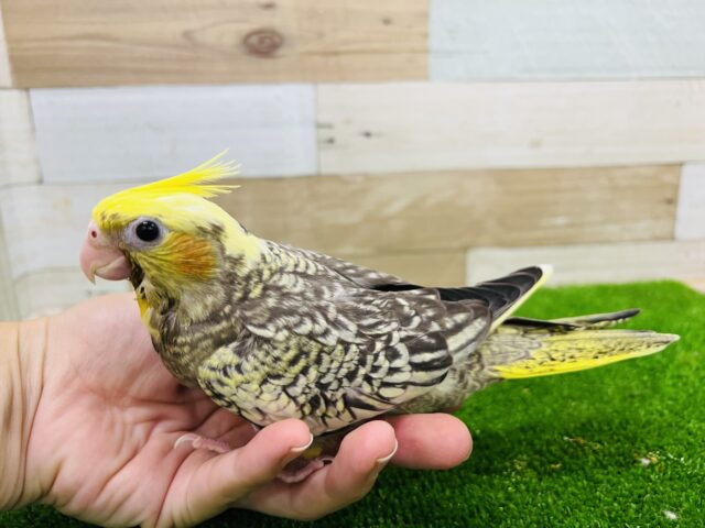 オカメインコ