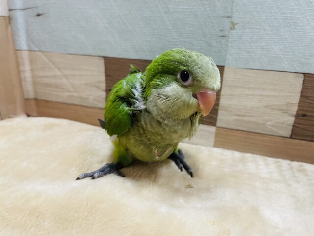 オキナインコ