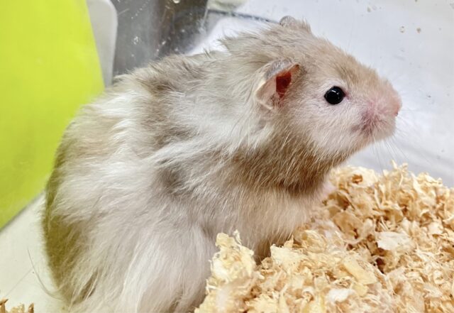 ゴールデンハムスター