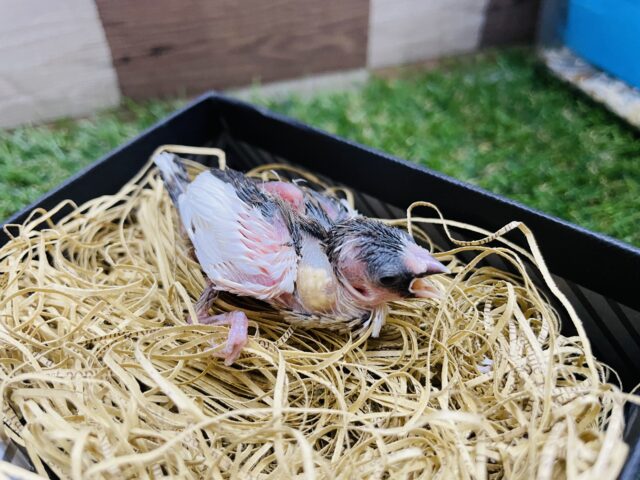 十姉妹（ジュウシマツ）