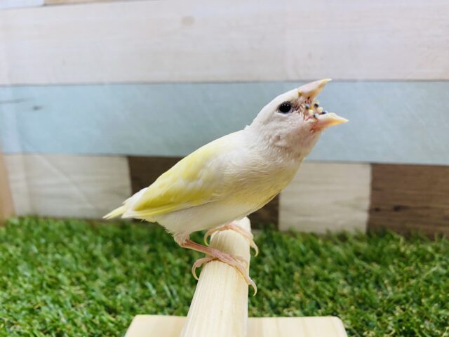 最新画像有り!サンサン☀️イエローの可愛いコ!!コキンチョウのイエロー! コキンチョウ