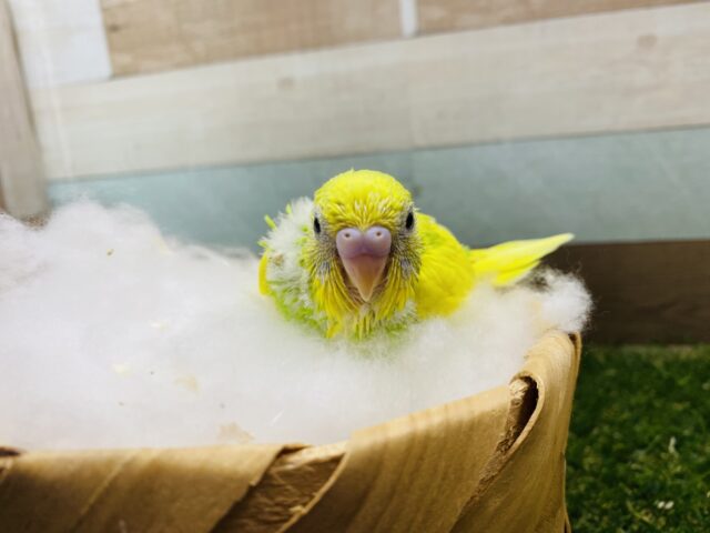 セキセイインコ