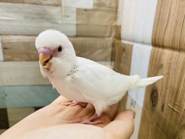 セキセイインコ
