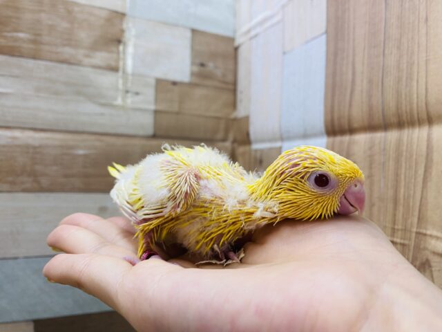 サザナミインコ