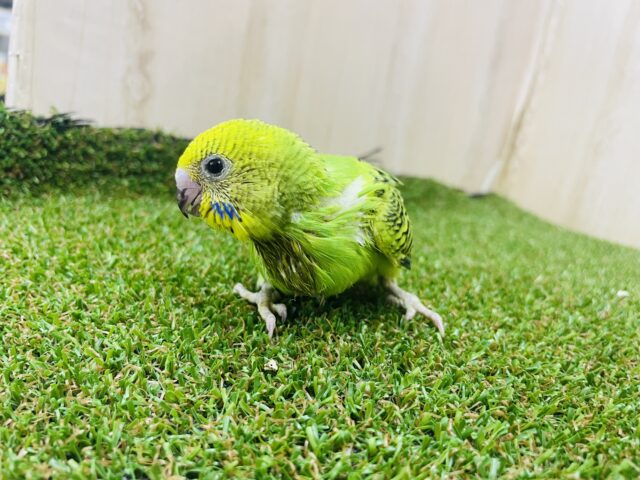 セキセイインコ
