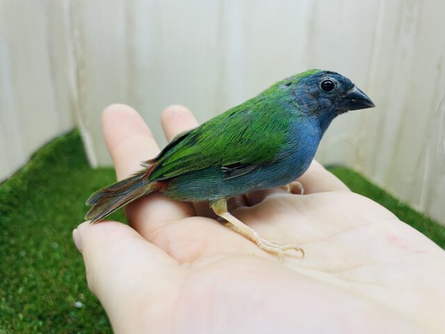 チモールセイコウチョウ