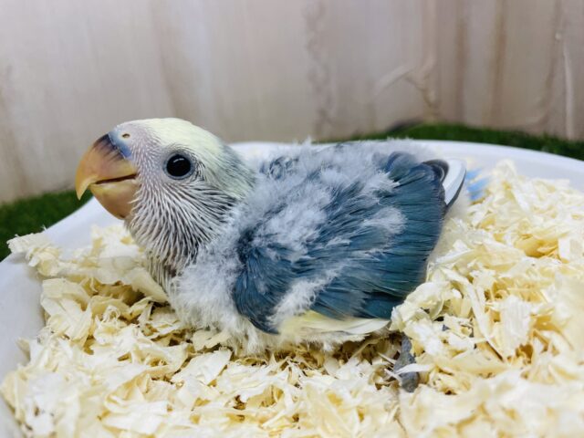 コザクラインコ（小桜インコ）