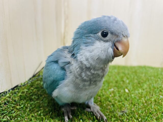 オキナインコ