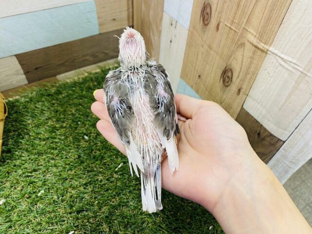 オカメインコ