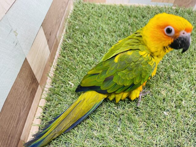 コガネメキシコインコ
