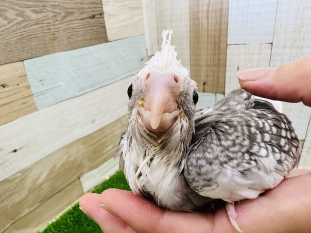 オカメインコ