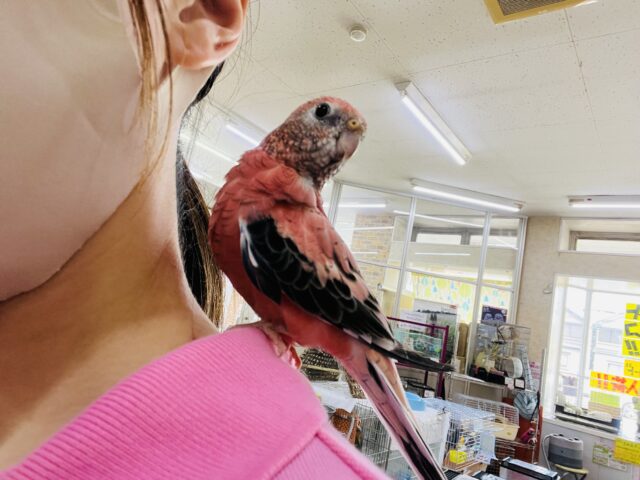 アキクサインコ（秋草インコ）