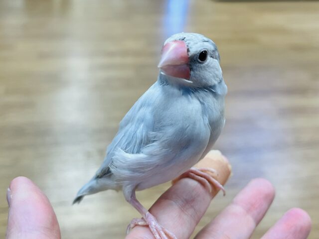 シルバー文鳥