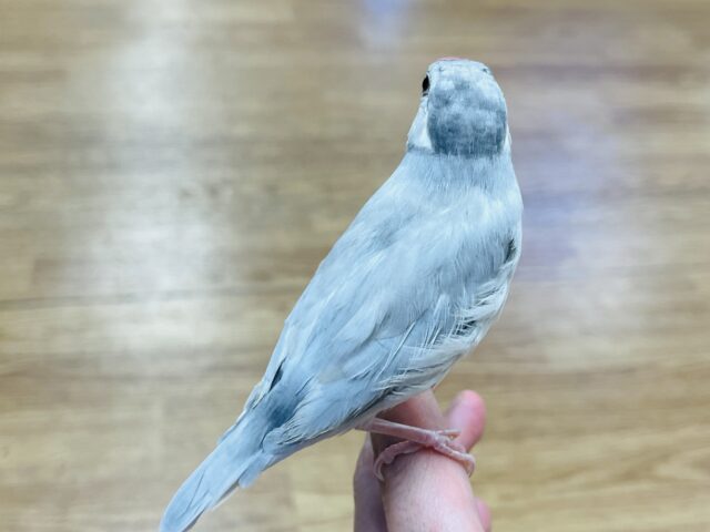シルバー文鳥