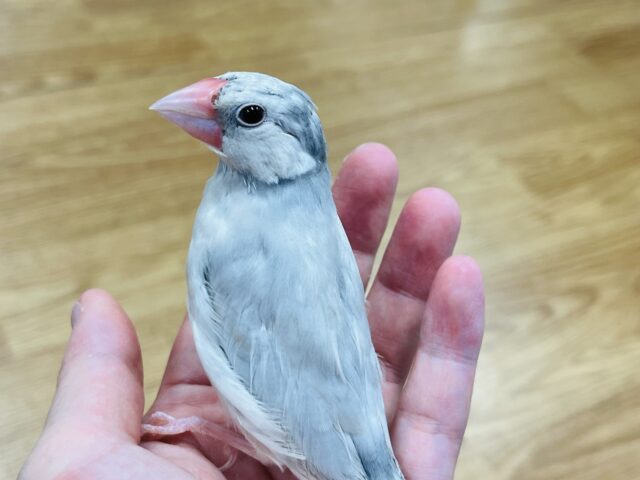 シルバー文鳥