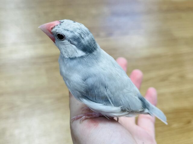 シルバー文鳥