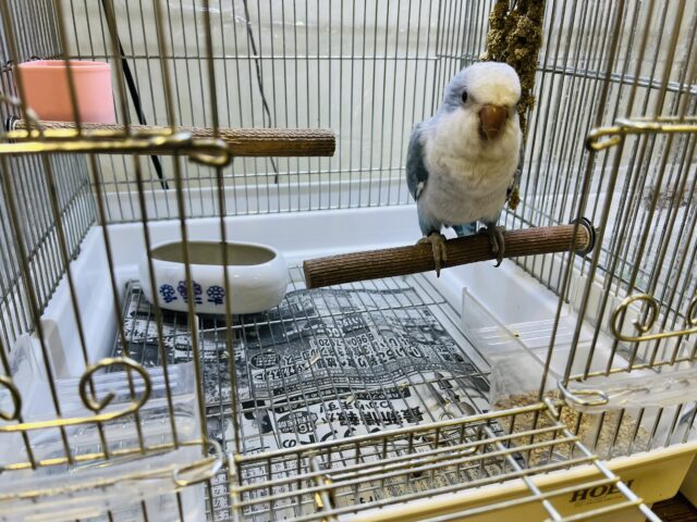 オキナインコ