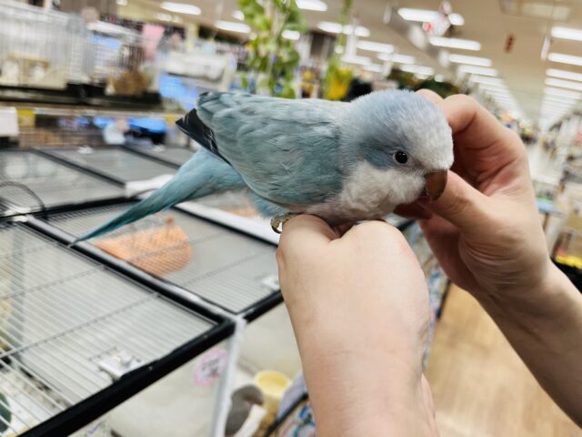 オキナインコ