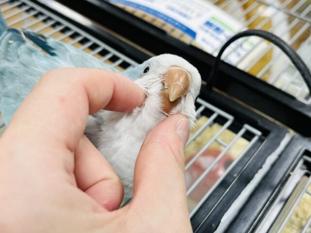 オキナインコ