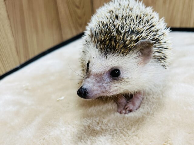 ハリネズミ（ヨツユビハリネズミ）