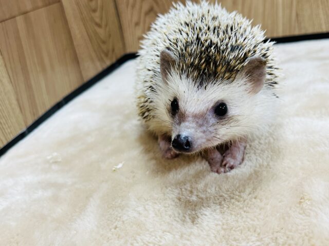 ハリネズミ（ヨツユビハリネズミ）