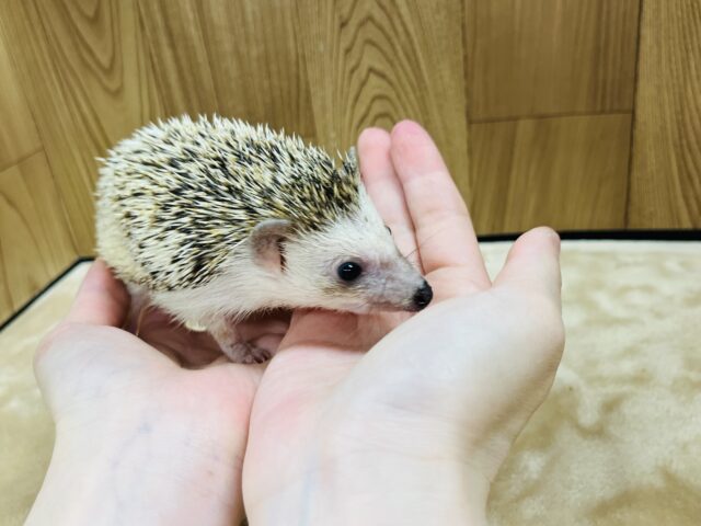 ハリネズミ（ヨツユビハリネズミ）