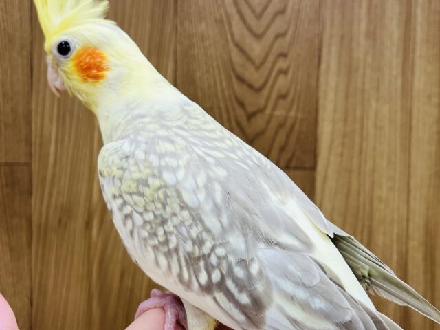 オカメインコ