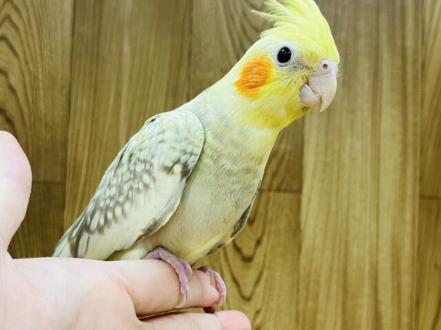 オカメインコ