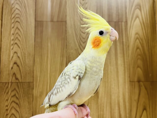 オカメインコ
