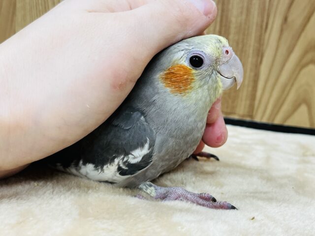 オカメインコ