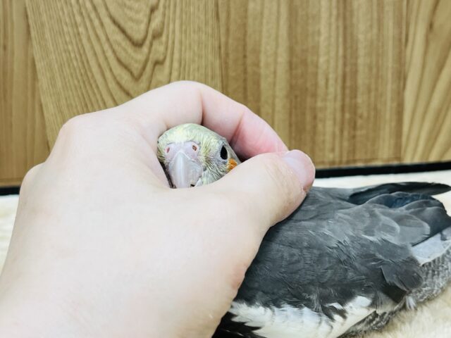 オカメインコ
