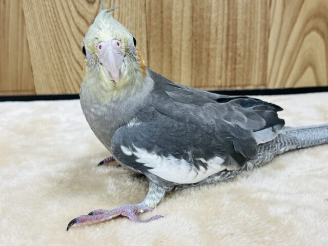 オカメインコ