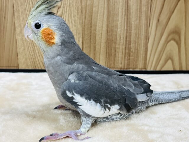 オカメインコ