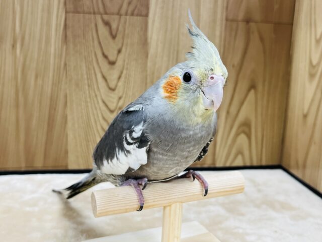オカメインコ